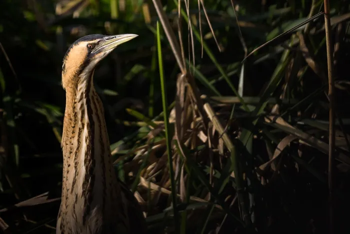 Framed Print : Eurasian Bittern, Botaurus stellaris