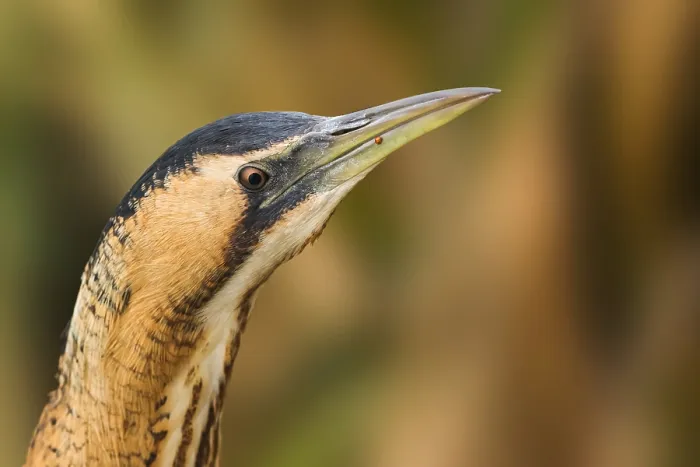 Framed Print : Eurasian Bittern, Botaurus stellaris
