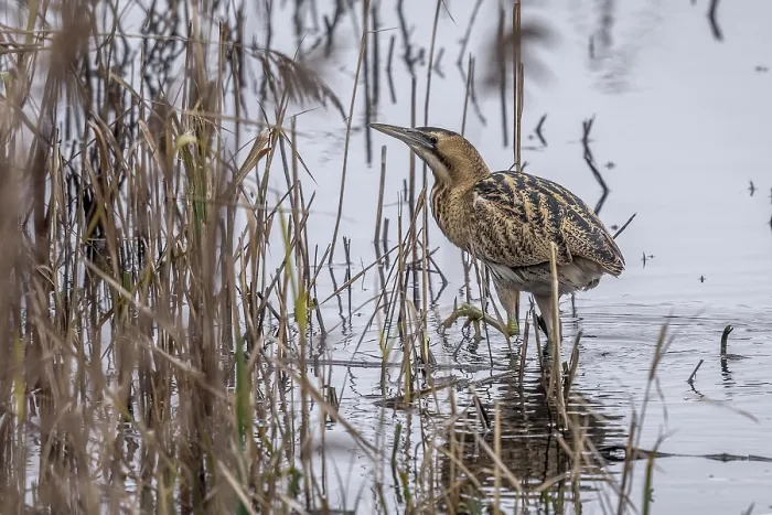 Framed Print : Eurasian Bittern, Botaurus stellaris
