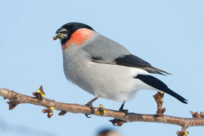 Framed Print : Eurasian Bullfinch
