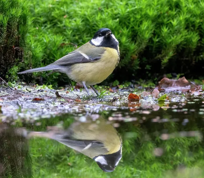 Framed Print : Eurasian Great Tit; Parus major