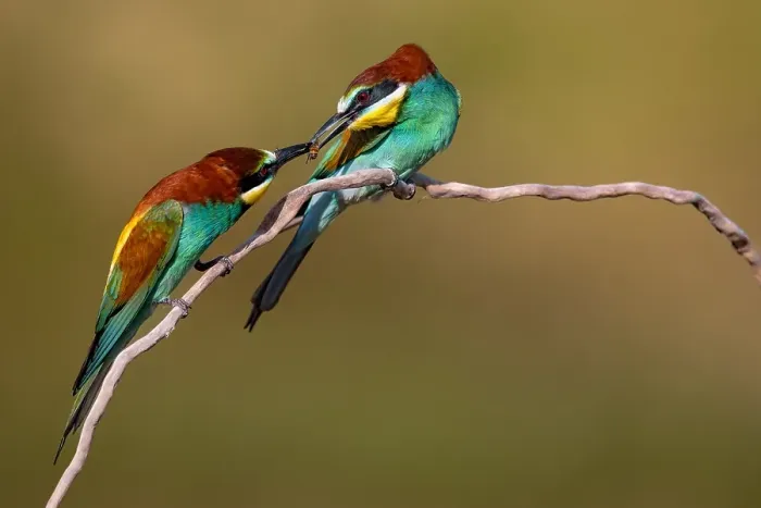 Framed Print : European Bee-eater, Merops apiaster