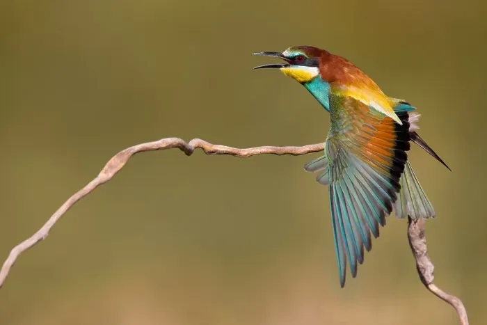 Framed Print : European Bee-eater, Merops apiaster