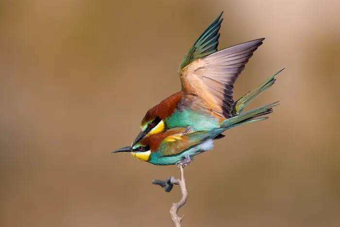 Framed Print : European Bee-eater, Merops apiaster