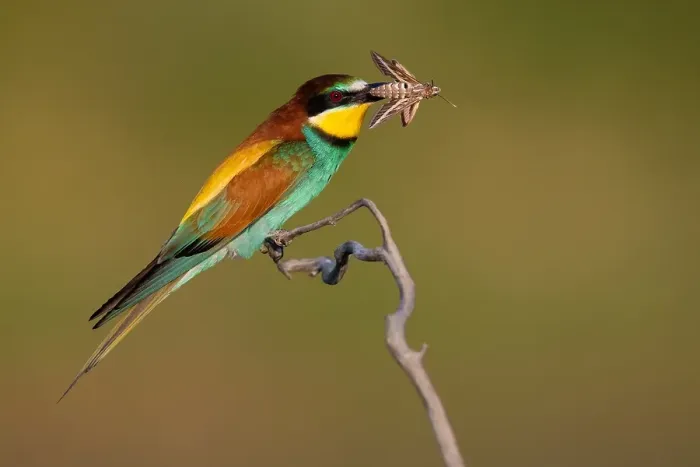 Framed Print : European Bee-eater, Merops apiaster