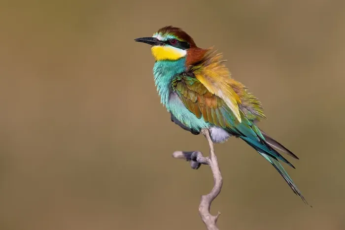 Framed Print : European Bee-eater, Merops apiaster
