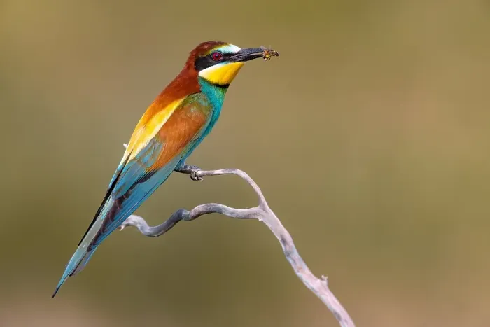 Framed Print : European Bee-eater, Merops apiaster