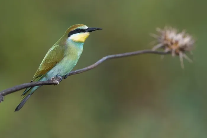 Framed Print : European Bee-eater, Merops apiaster Framed Print : European Bee-eater, Merops apiaster