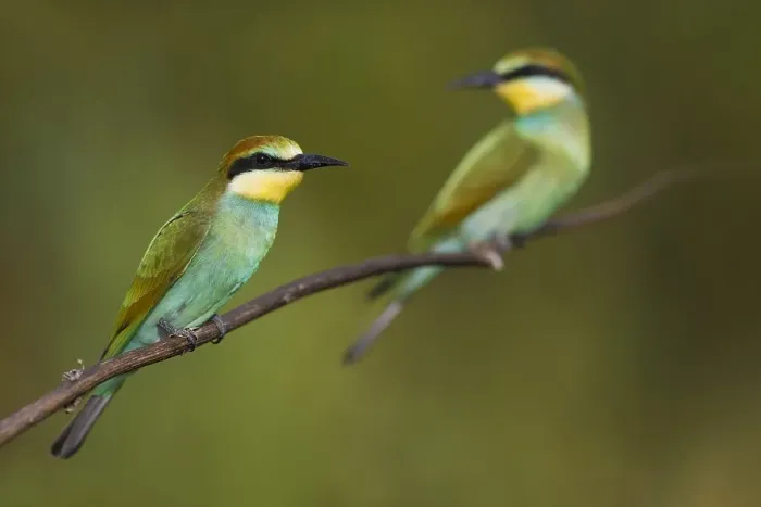 Framed Print : European Bee-eater, Merops apiaster Framed Print : European Bee-eater, Merops apiaster