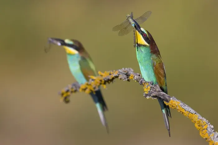 Framed Print : European Bee-eater, Merops apiaster