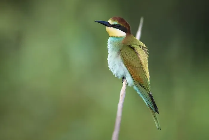 Framed Print : European Bee-eater, Merops apiaster