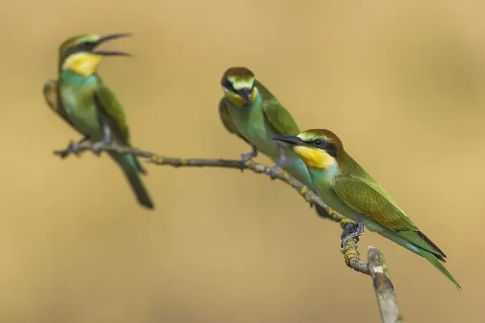 Framed Print : European Bee-eater, Merops apiaster