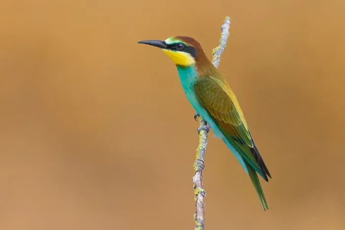 Framed Print : European Bee-eater, Merops apiaster Framed Print : European Bee-eater, Merops apiaster