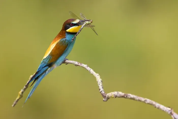 Framed Print : European Bee-eater, Merops apiaster