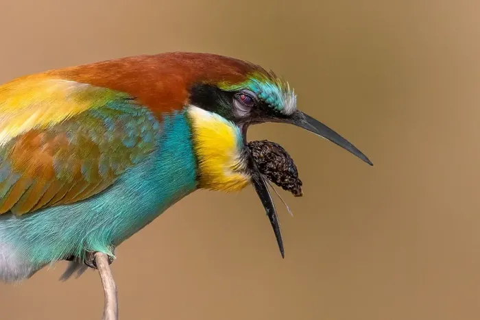 Framed Print : European Bee-eater, Merops apiaster