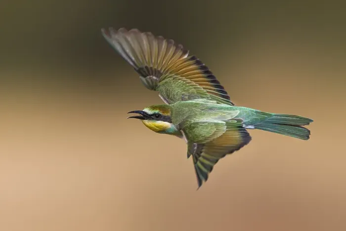 Framed Print : European Bee-eater, Merops apiaster Framed Print : European Bee-eater, Merops apiaster