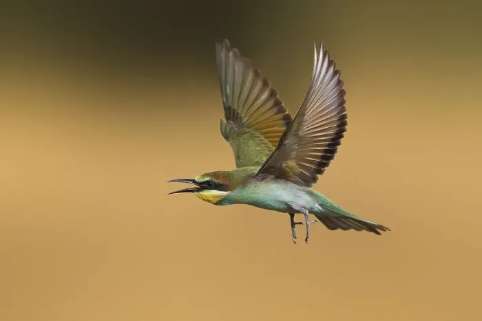 Framed Print : European Bee-eater, Merops apiaster Framed Print : European Bee-eater, Merops apiaster