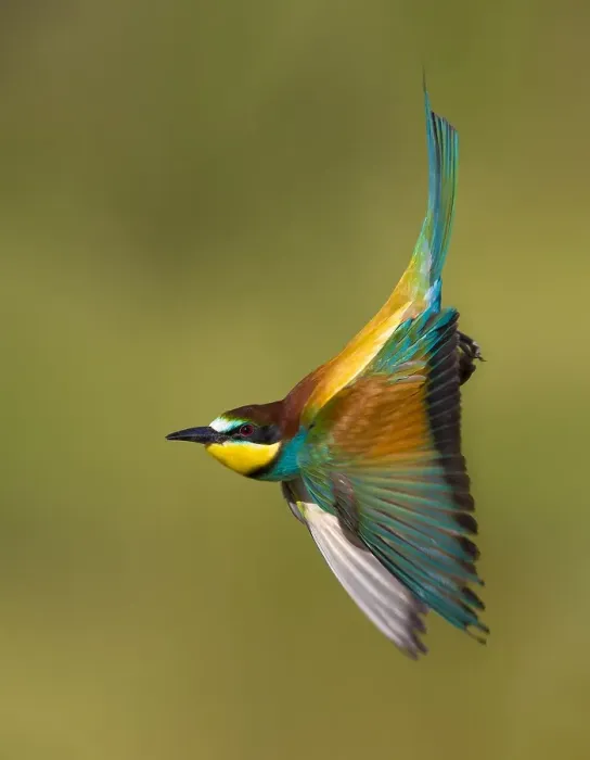 Framed Print : European Bee-eater, Merops apiaster