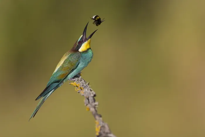 Framed Print : European Bee-eater, Merops apiaster