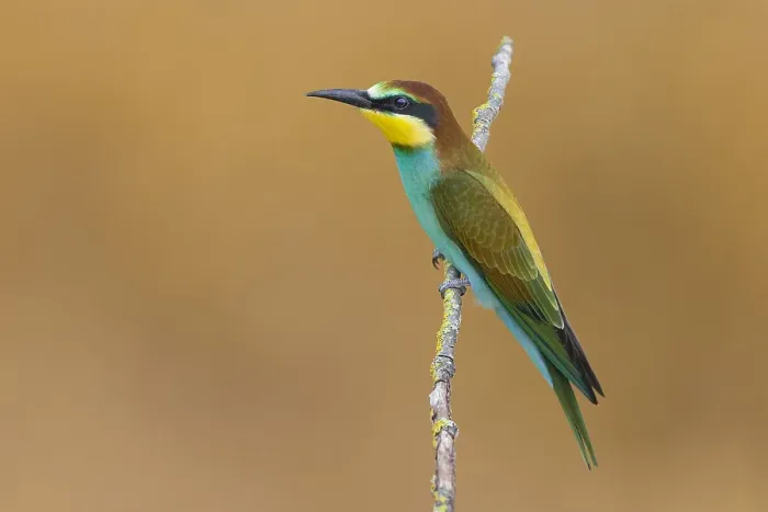 Framed Print : European Bee-eater, Merops apiaster