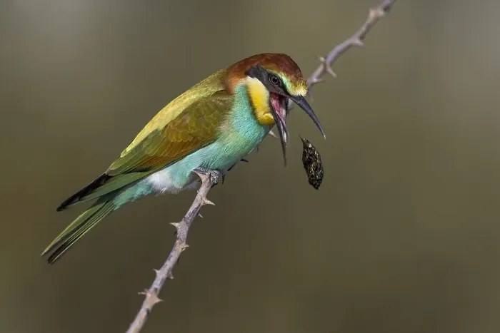 Framed Print : European Bee-eater, Merops apiaster
