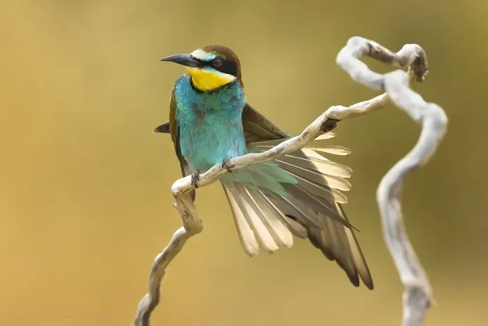 Framed Print : European Bee-eater, Merops apiaster