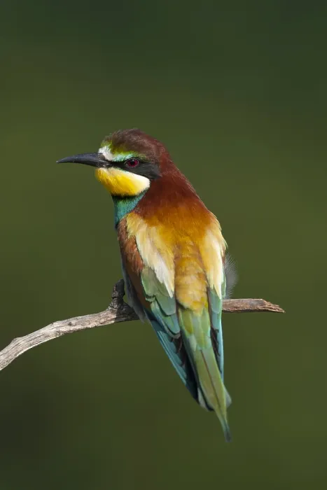 Framed Print : European Bee-eater, Merops apiaster