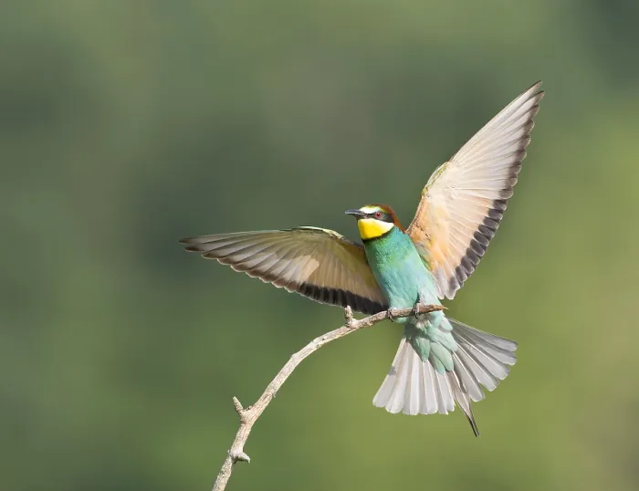 Framed Print : European Bee-eater, Merops apiaster