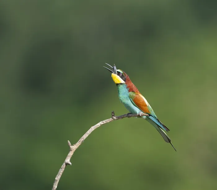 Framed Print : European Bee-eater, Merops apiaster Framed Print : European Bee-eater, Merops apiaster