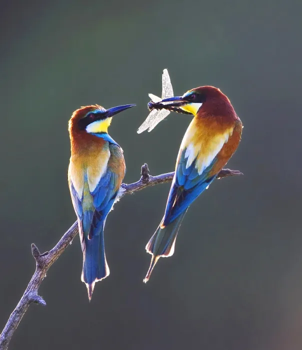 Framed Print : European Bee-eater, Merops apiaster