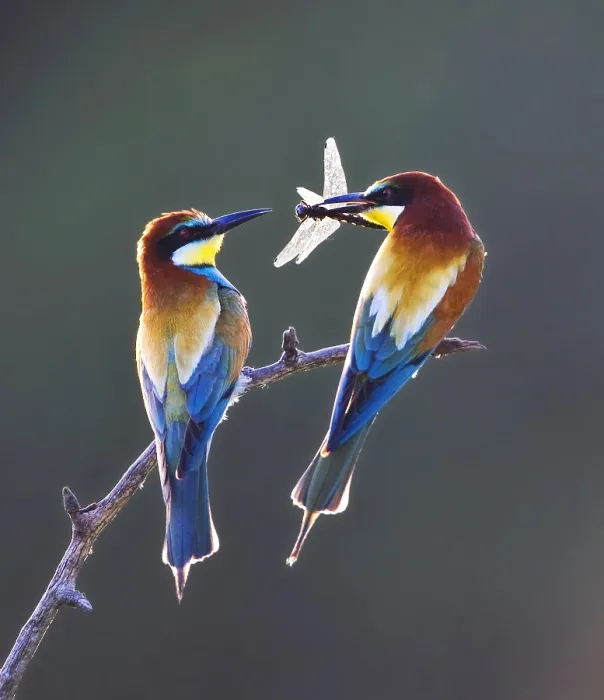 Framed Print : European Bee-eater, Merops apiaster Framed Print : European Bee-eater, Merops apiaster