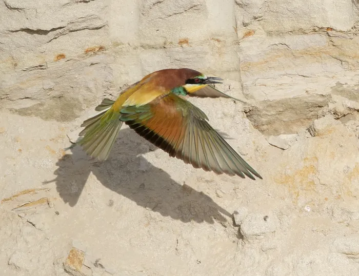 Framed Print : European Bee-eater, Merops apiaster