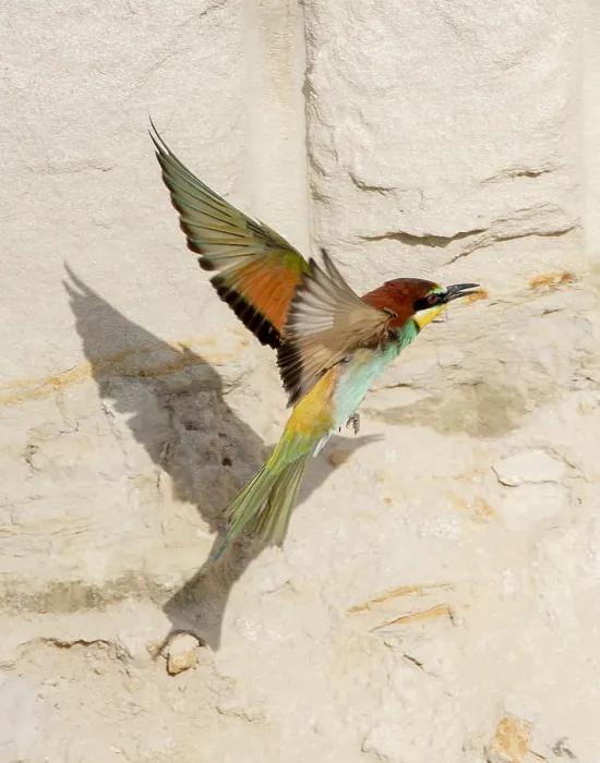 Framed Print : European Bee-eater, Merops apiaster