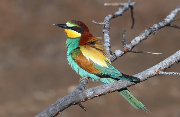 Framed Print : European Bee-eater, Merops apiaster Framed Print : European Bee-eater, Merops apiaster