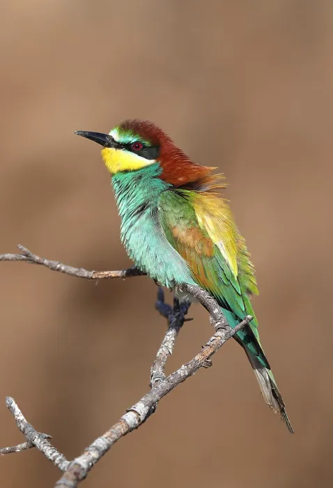Framed Print : European Bee-eater, Merops apiaster