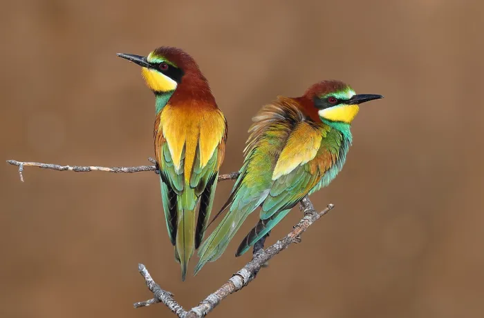 Framed Print : European Bee-eater, Merops apiaster