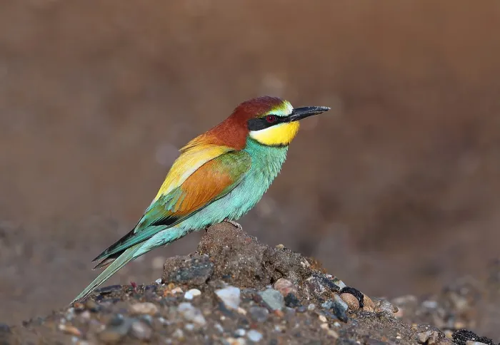 Framed Print : European Bee-eater, Merops apiaster