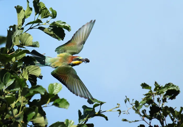 Framed Print : European Bee-eater, Merops apiaster Framed Print : European Bee-eater, Merops apiaster