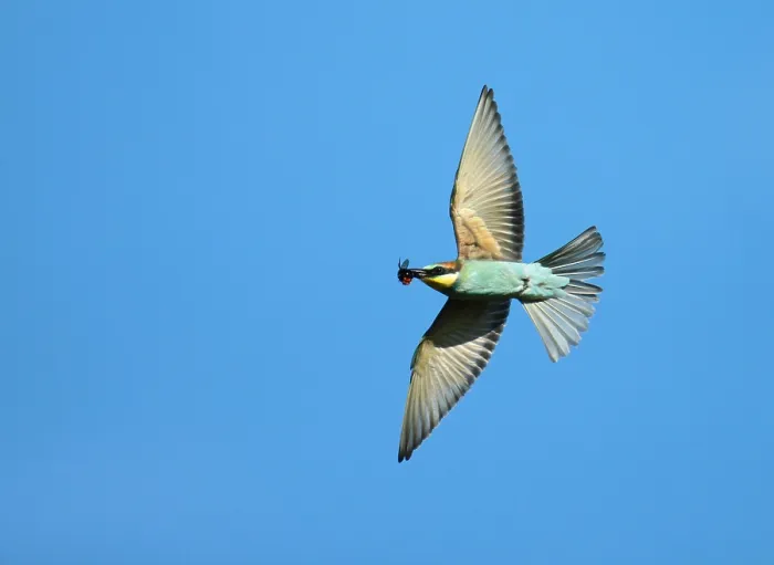 Framed Print : European Bee-eater, Merops apiaster