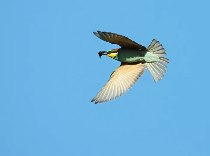Framed Print : European Bee-eater, Merops apiaster