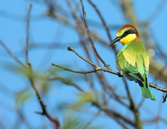 Framed Print : European Bee-eater, Merops apiaster