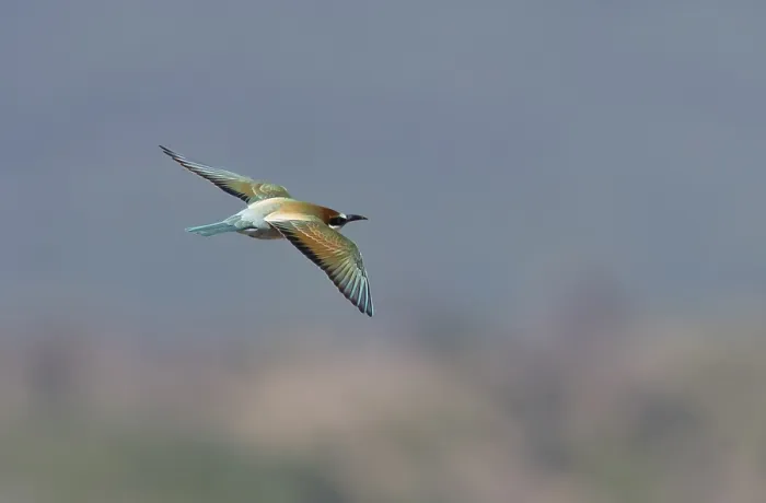 Framed Print : European Bee-eater, Merops apiaster