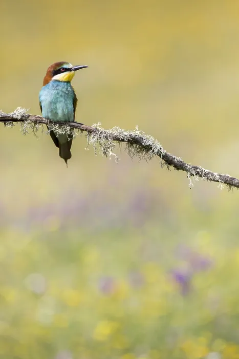 Framed Print : European Bee-eater, Merops apiaster Framed Print : European Bee-eater, Merops apiaster