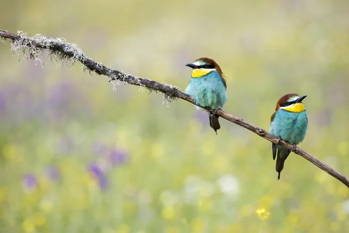 Framed Print : European Bee-eater, Merops apiaster Framed Print : European Bee-eater, Merops apiaster