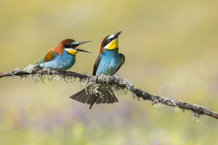 Framed Print : European Bee-eater, Merops apiaster Framed Print : European Bee-eater, Merops apiaster