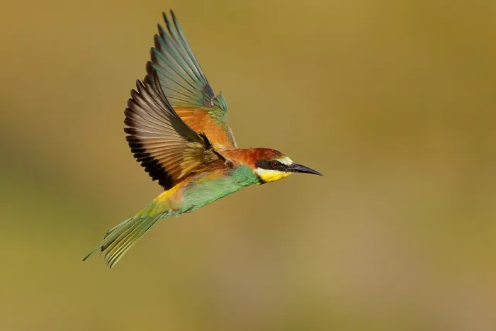Framed Print : European Bee-eater, Merops apiaster