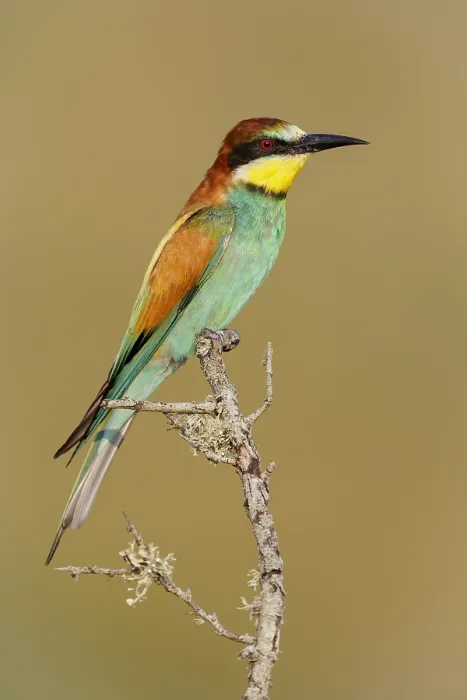 Framed Print : European Bee-eater, Merops apiaster