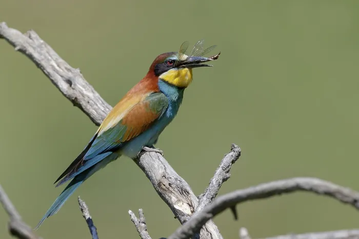 Framed Print : European Bee-eater, Merops apiaster