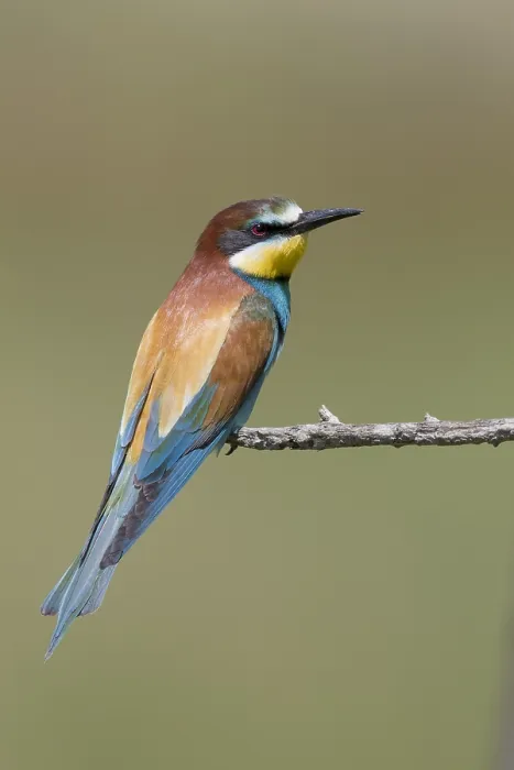 Framed Print : European Bee-eater, Merops apiaster
