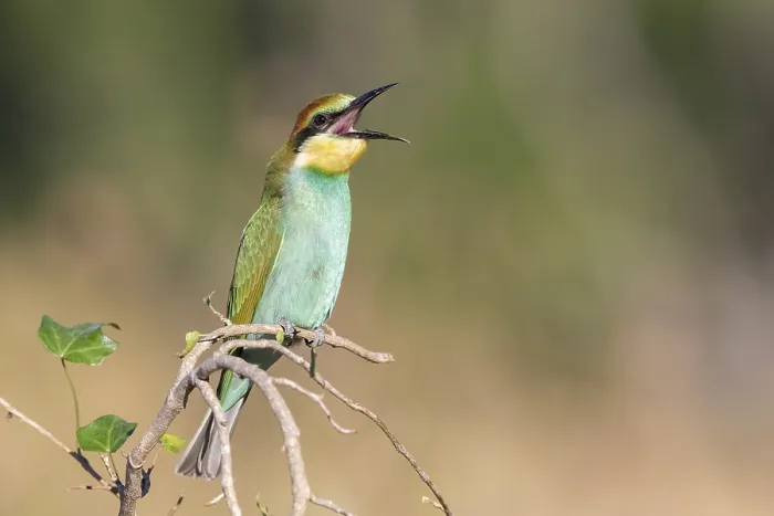 Framed Print : European Bee-eater, Merops apiaster